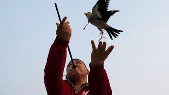 Beijing residents play fetch with migratory birds in ancient Chinese tradition