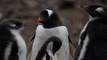 Antarctica struck with bird flu as scientists say illness has hit the mainland for the first time