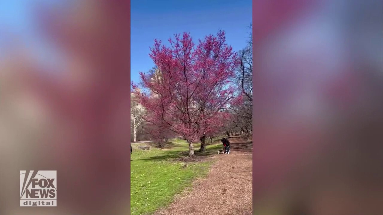 Central Park cherry blossoms emerge in New York City