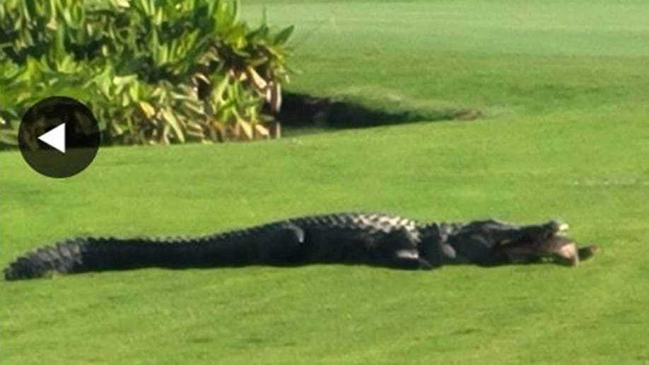 large alligator with turtle in mouth